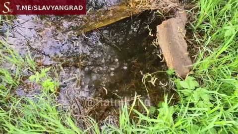 Very important news! Rescue of a swamp turtle near Kremennaya