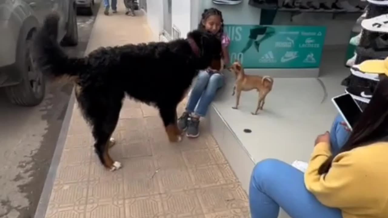Funny dog video 🤣🤣 | #viral #dog #video #cat #pets #animals