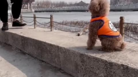 Funny animals😄baby dog