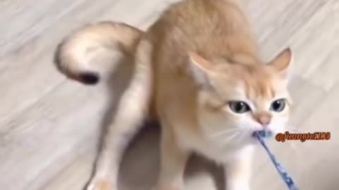 #cat #funny