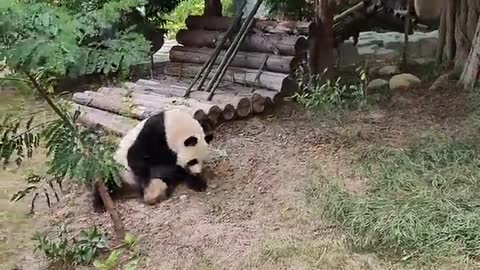 The bewildering behavior of the animal panda