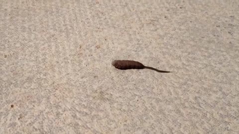 What Is This? A Worm With a Tail?