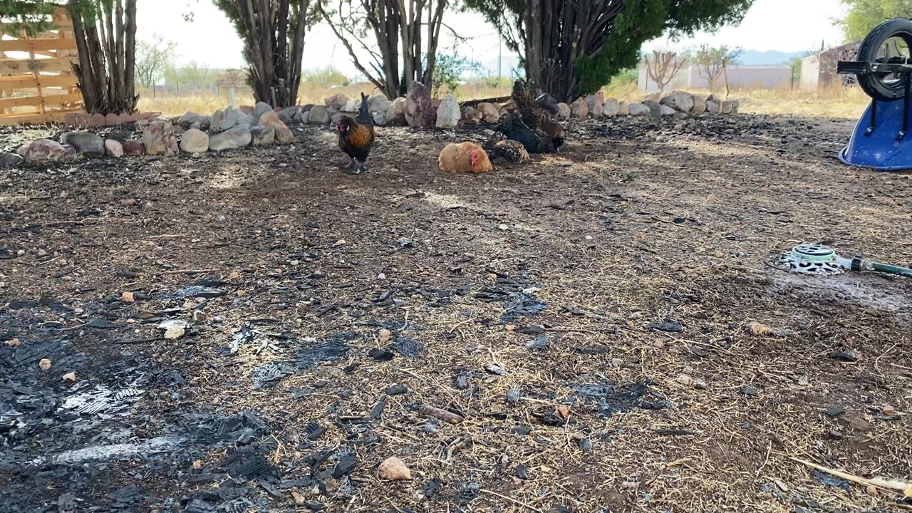 Bath time for the chickens