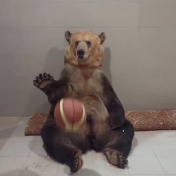 The Memphis Grizzlies ?