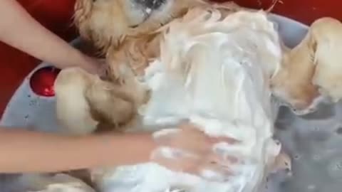 Puppy taking bath