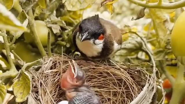 Mom is everything to you