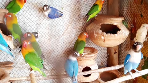 Lovebirds setup and colony