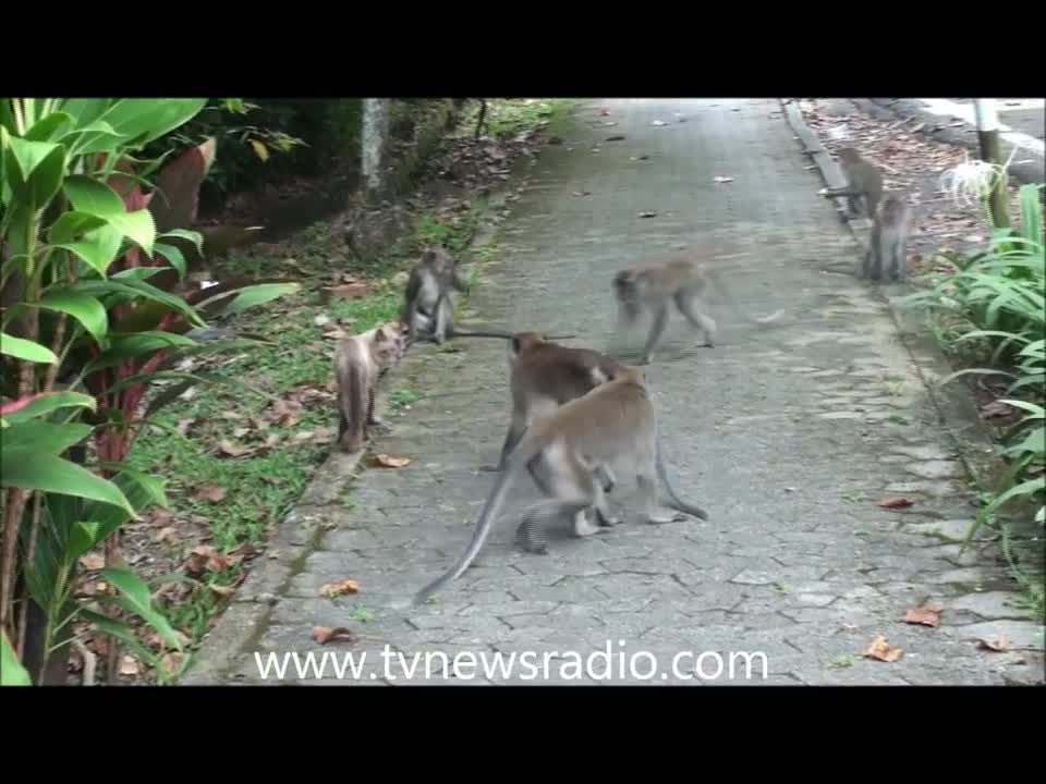 Cat vs. Monkeys in Kuala Lumpur Malaysia