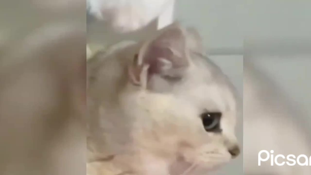 Scam with cats