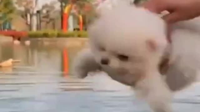 Cute and Funny Pomeranian Running on Water | Pomeranian Jumping | Smart Dog