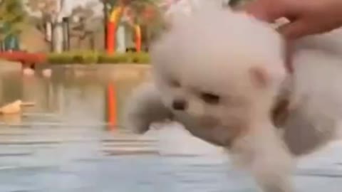 Cute and Funny Pomeranian Running on Water | Pomeranian Jumping | Smart Dog