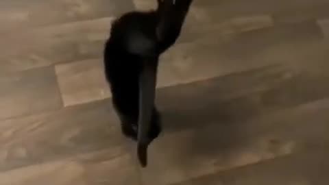Cat doing stunts standing on two legs #shorts #viral #shortsvideo #video