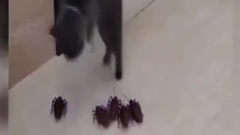 cats funny viral vedio shorts