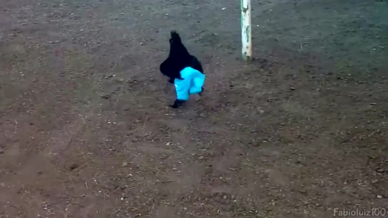 ROOSTER IN PANTS