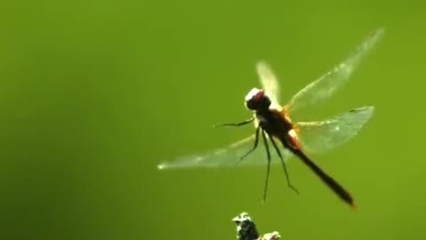 Hypnotic Dragonfly Flight Slows Down TIME! #insect