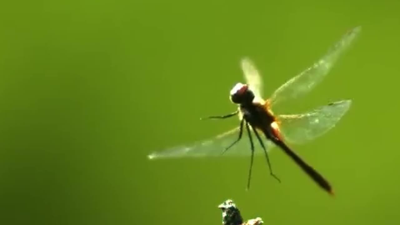 Hypnotic Dragonfly Flight Slows Down TIME! #insect