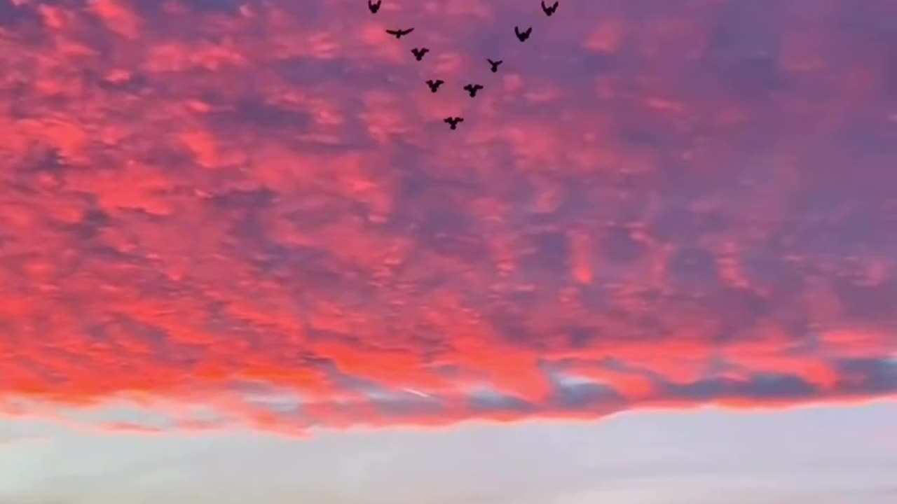 Birds making heart || sky view || beautiful natural view