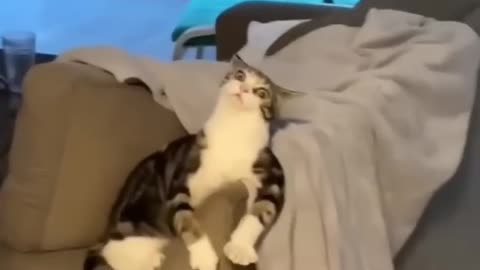 Funniest cat 🐱 in the world😂 funny cat🐱 clips 😅