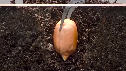 Time lapse Peanut Growing