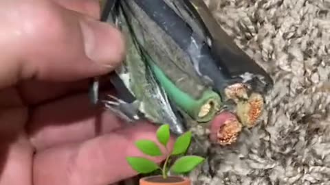 Making an electroculture cord