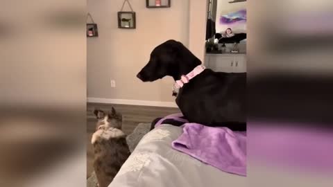 "Hilarious Cats vs. Mischievous Dogs: Who Will Come Out on Top?"