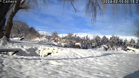 Gateway Back yard wildlife cam