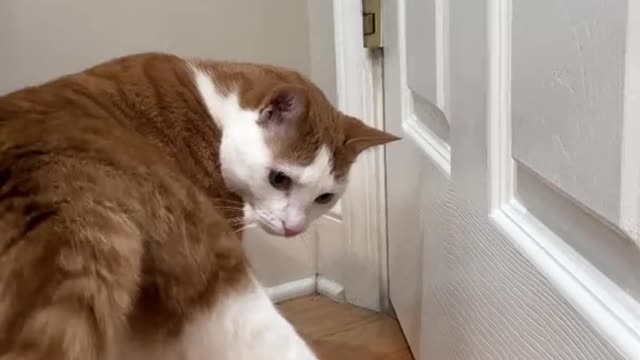 Open the door #catsoftiktok.