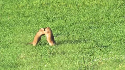 Ultimate Wild Animals Collection in 8K ULTRA HD _ 8K TV1