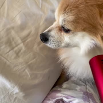 Dogs love Terahertz Frequency