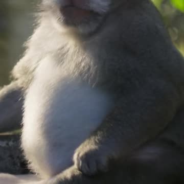 Sir David Attenborough's fave #PlanetEarth3 scene_ 🐒