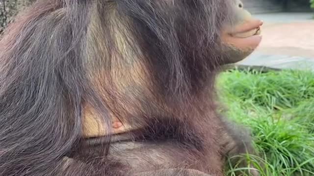 orangutans