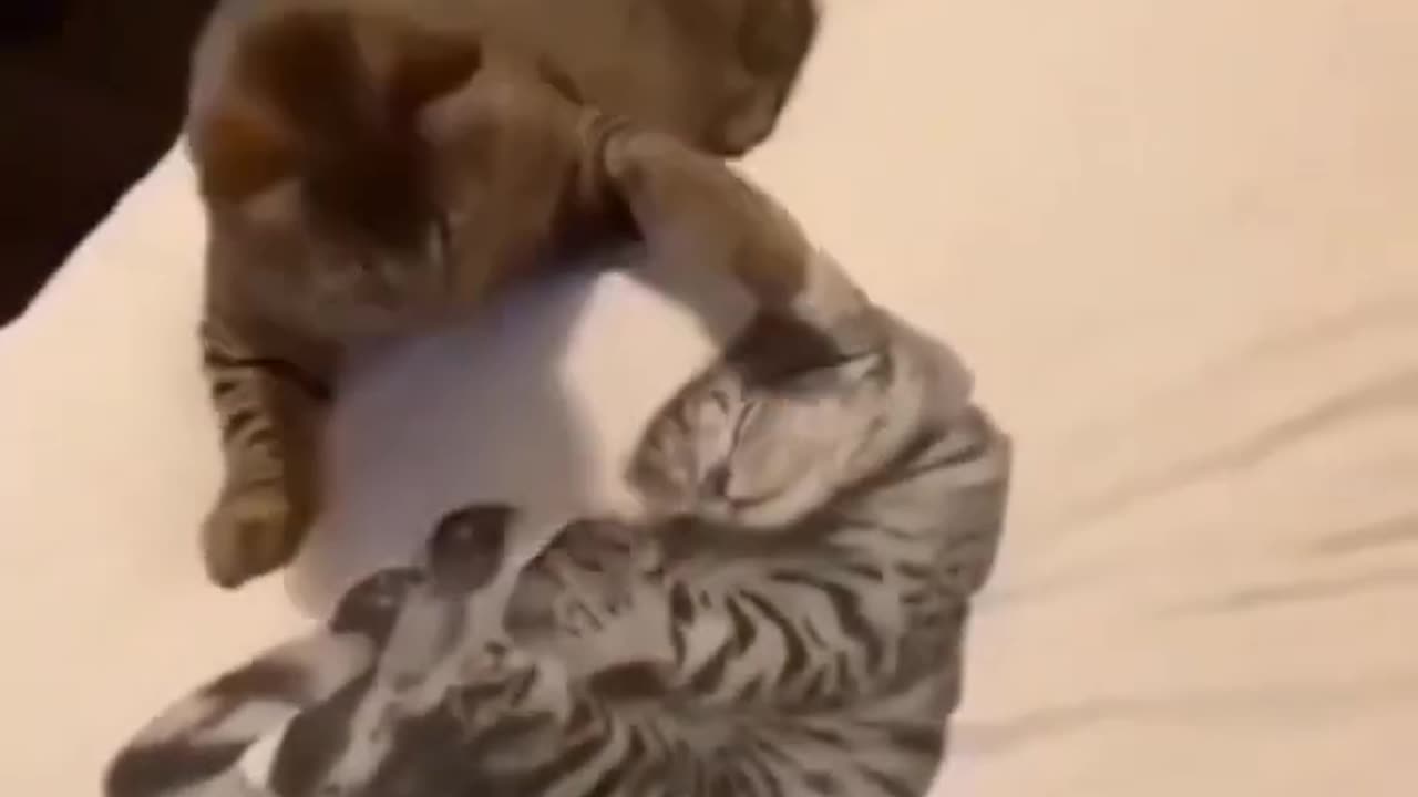 funny cat dog monkey video😂🤣😂