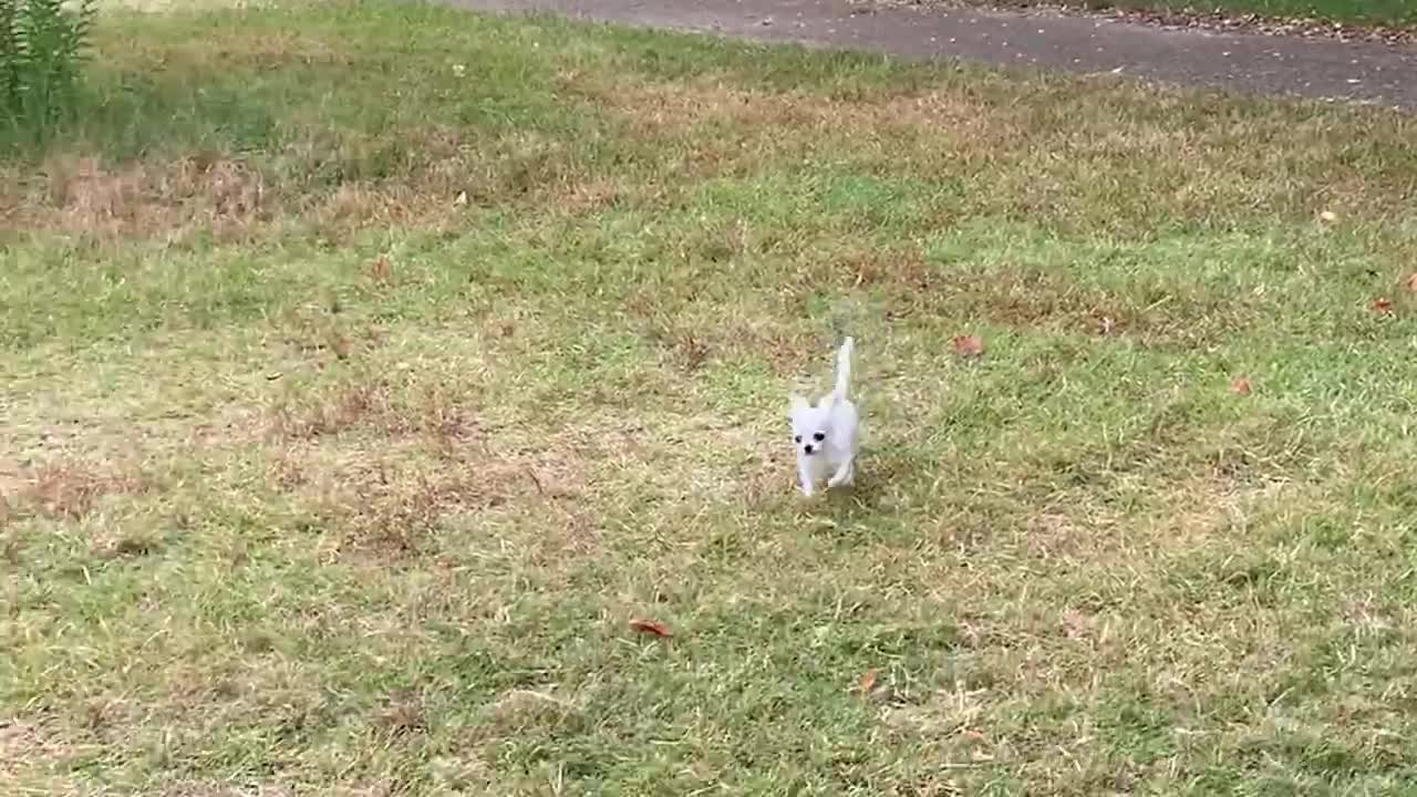 真っ白チワワのミニちゃん初めての公園♥真っ白チワワのミニちゃん初めての公園♥
