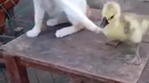 Funny Cat Video #trending #shorts