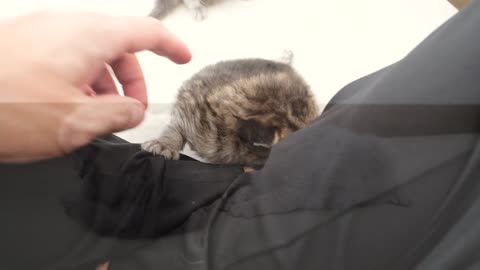 The kittens are blown away by the excessive grooming of the mother cat