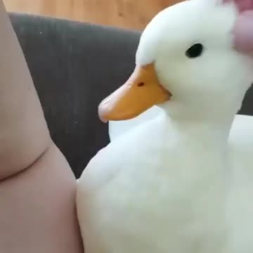 The tender duck loves massage.🤣