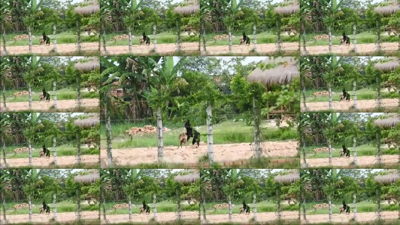 Villagedogs!! Black Labrador Retriever Make Funny With German Shepherd Dog Near Home #55