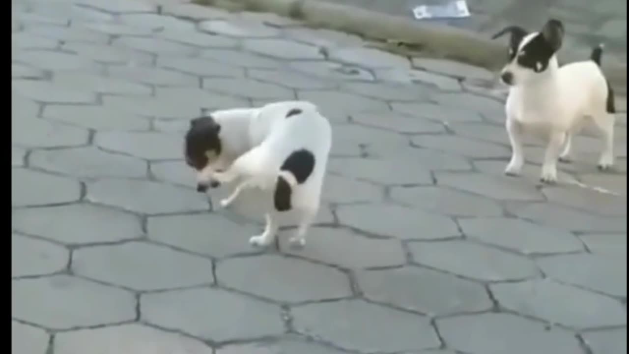 Cute animals