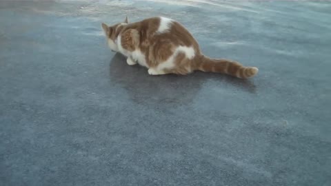 Cat tests studded rubber on ice