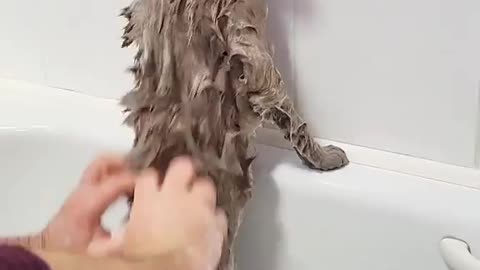 Bathing video