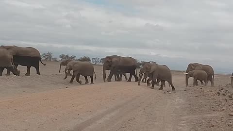 Elephants migration