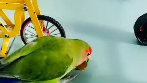 Cute Parrot Funny video