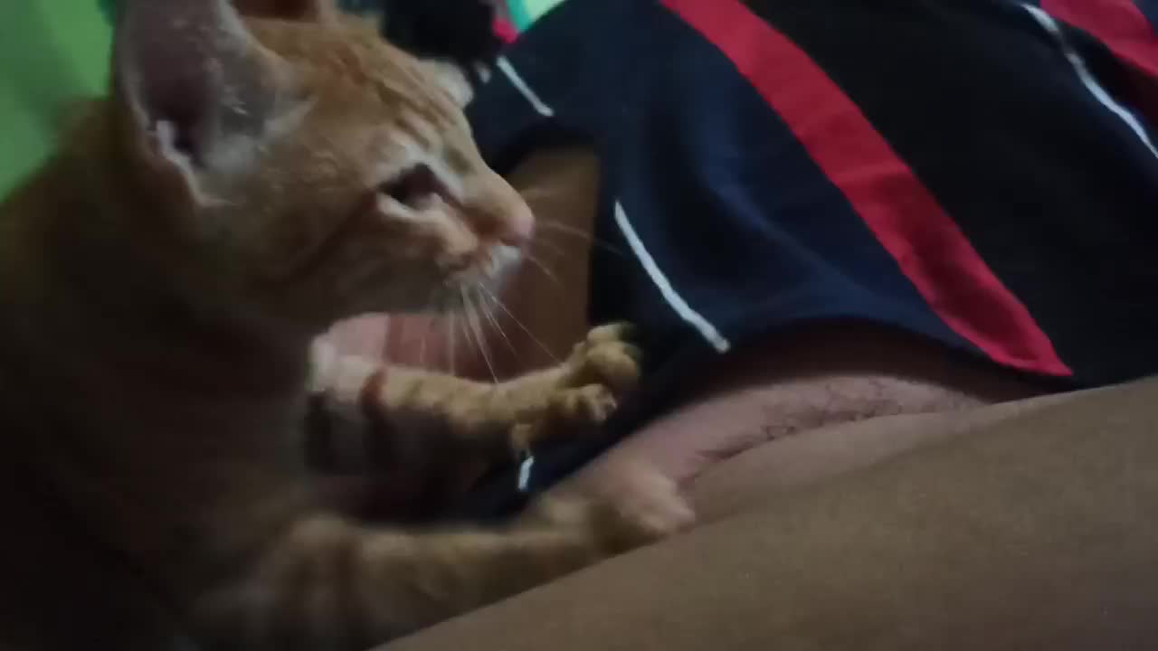 Cat massaging part 4