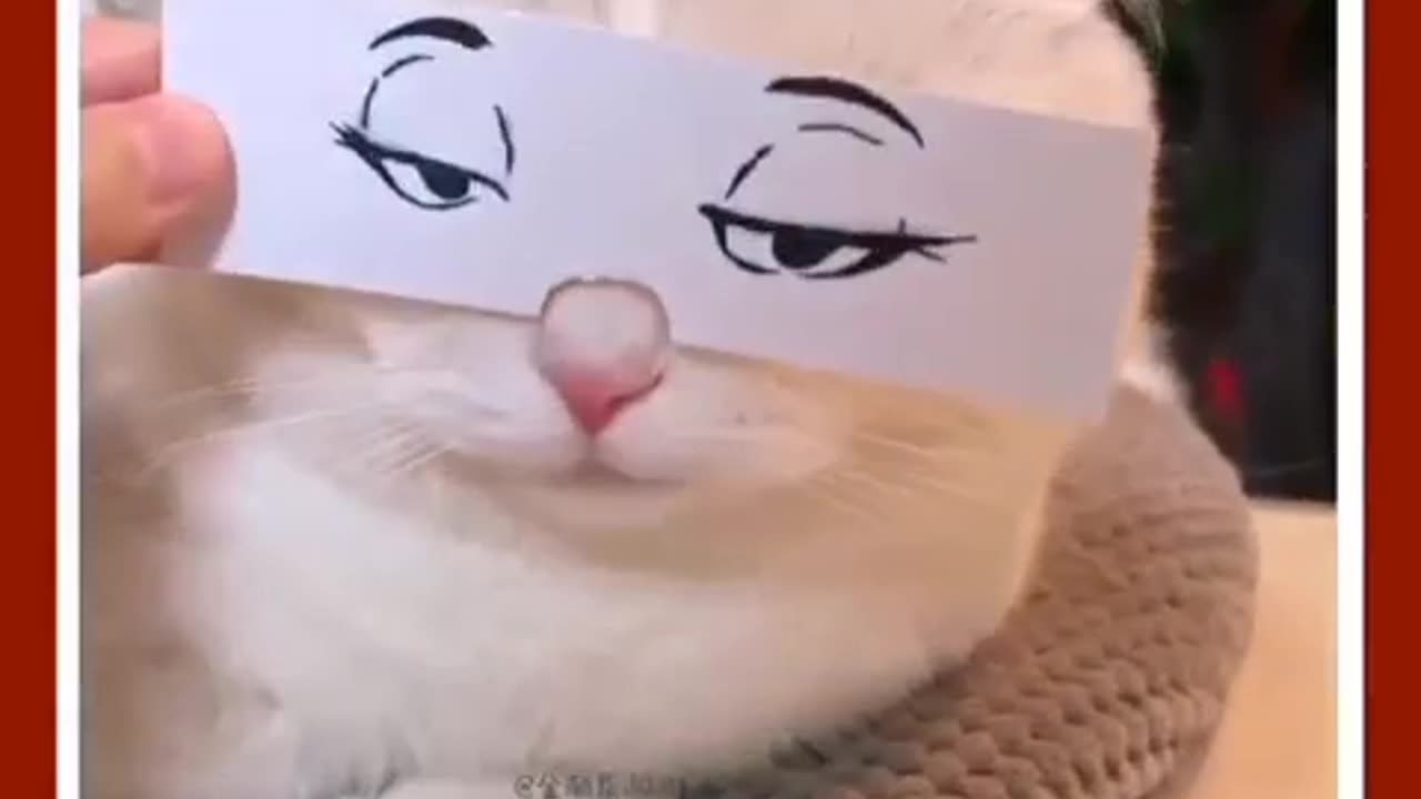 Funny cat videos ever| best cat | cat face expression 🤣😂