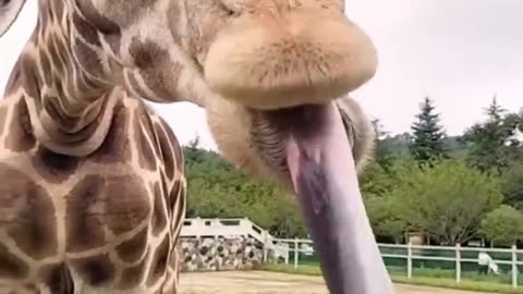 Animals funny 😆 videos try not to laugh 😂 or smile 😊