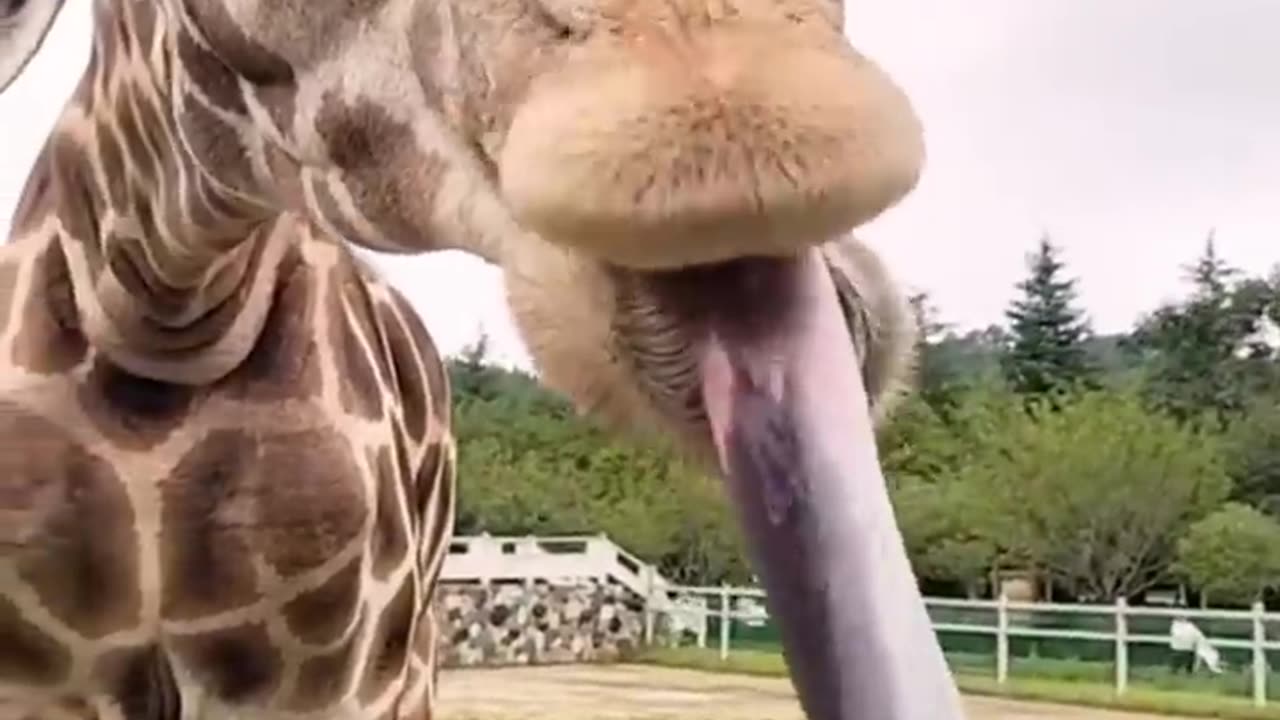 Animals funny 😆 videos try not to laugh 😂 or smile 😊