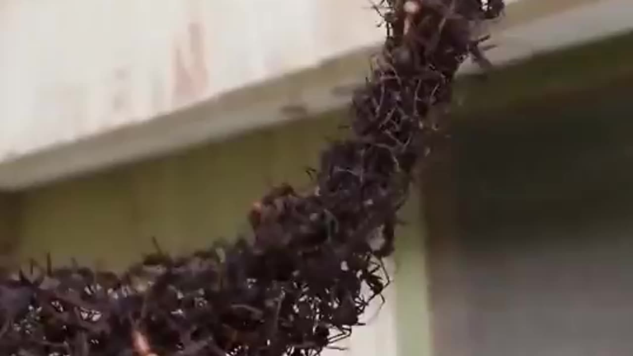 Ant Assault