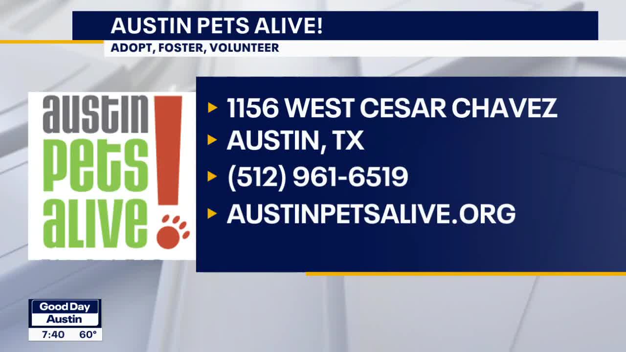 Cat of the Weekend Merle at Austin Pets Alive FOX 7 Austin