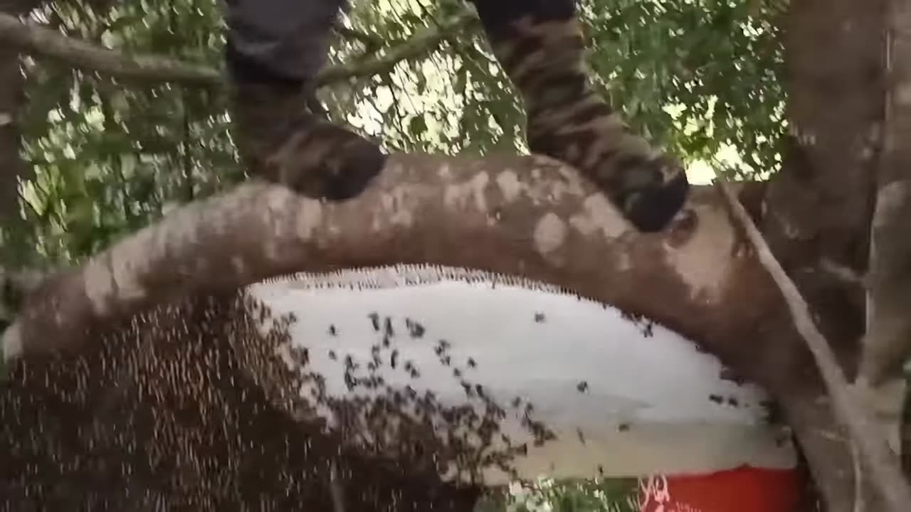 Nest length 2.5 meters, honey bag 1 meter #bee #honey #nature #honey harvest #forest