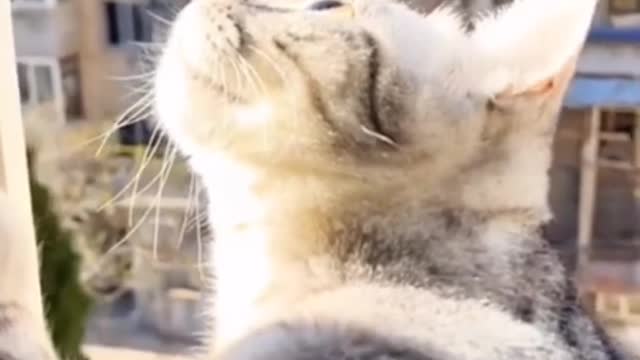 Don't Try Logical 😂 Funny Cats Compilation 😂❤️
